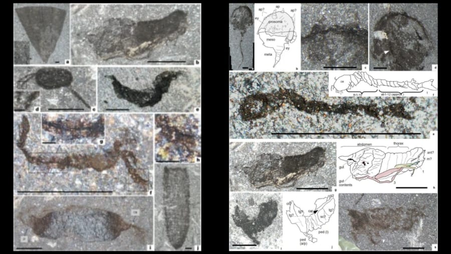 発見された化石群。虫のようなものや、ナマコのようなものがみられる。