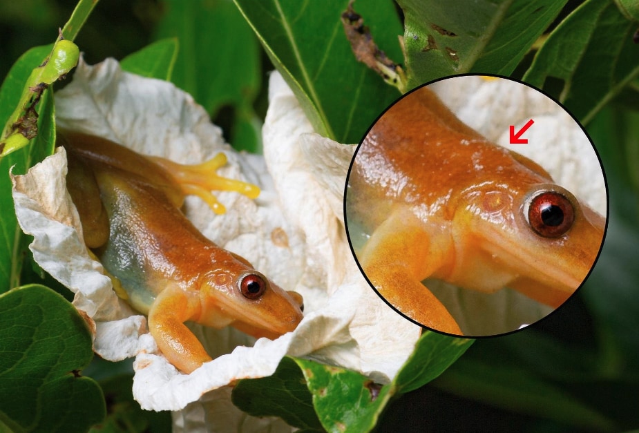 花の蜜を吸いに来たカエル（赤矢印は花粉）