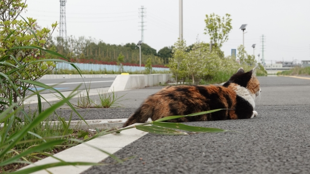 ネコがゴロゴロ音で自らを治療しているのかも