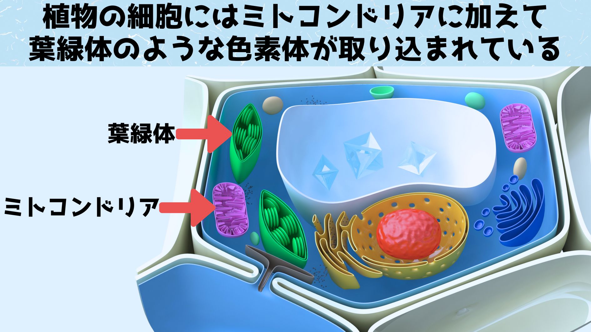 1つの細胞内に「7種類のゲノム」を持つ集合生物を発見！