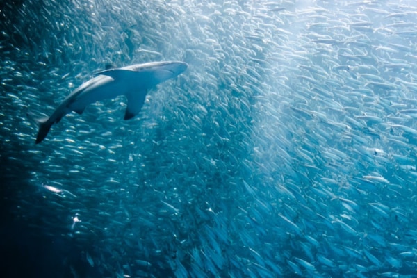 まるでスイミー！魚は他者の恐怖に共感して寄り添えることが明らかに