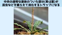 飢えると肉食化する植物の変身条件を解明！