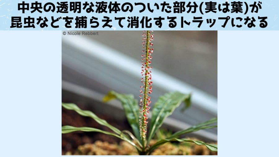 飢えると肉食化する植物の変身条件を解明！