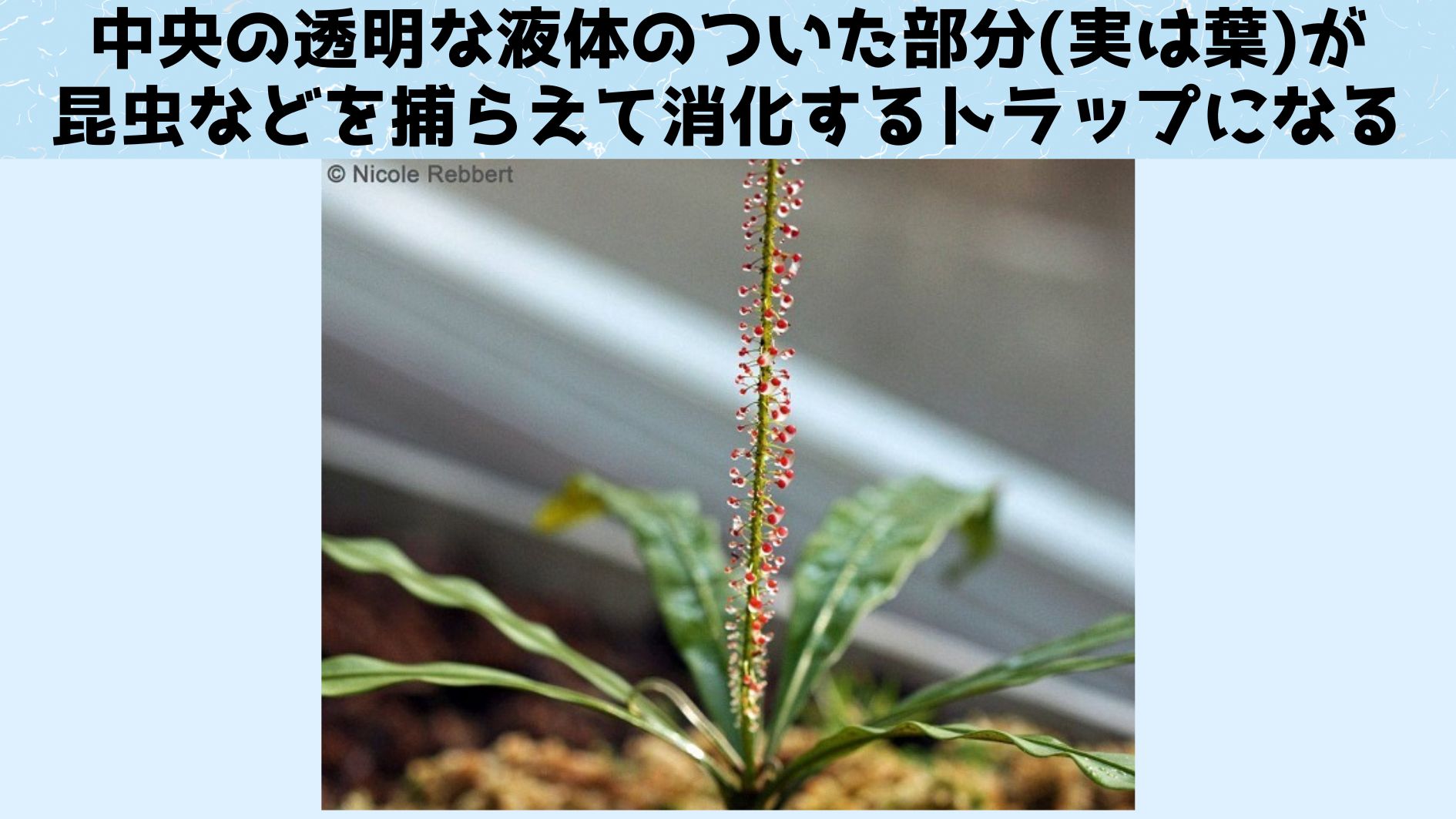 飢えると肉食化する植物の変身条件を解明！