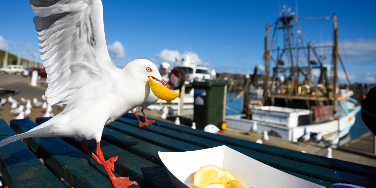 人間の食べ物を狙うカモメたち