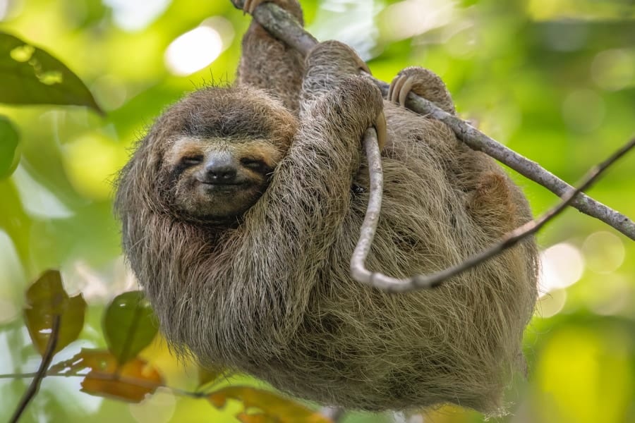 ナマケモノの毛皮から「抗生物質を作り出す細菌」を発見！