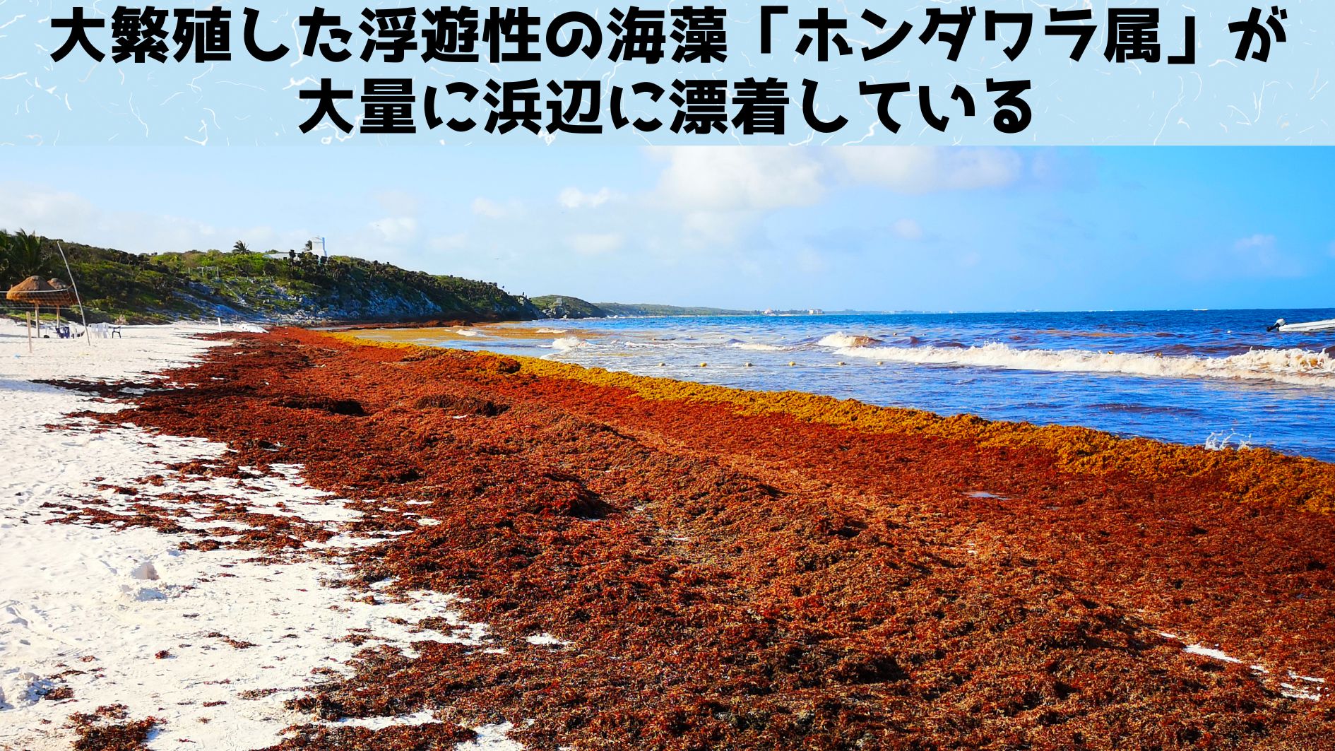 人間が環境に放ったプラスチックが病原体という伴侶をつれて戻ってきた