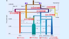 60万年前に①の部分で「幹1」からネアンデルタール人が分岐します。 その後、48万年前の②の部分で「幹1」は「幹1南（Stem1S）」と「幹1東（Stem1E）」に分岐します。 そして12万年前の③の部分で「幹1南」と「幹2」は3：7の比率で交わり、現代の南アフリカ人の祖先の基礎となりました。 一方「幹1東」は10万年前の④の部分で「幹2」と1：1の比率で交わり、東アフリカ人とアフリカ人以外の人類の祖先（ヨーロッパ人など）になります。 さらに2万5千年前の⑤の部分で「幹2」と再び交わり西アフリカ人の先祖になりました。 加えて双方向の矢印が示す部分でも追加の交雑が起きたことを示しており、メインの道筋に加えてさまざまな系統が網目状に結びついていることがわかります。 図からもわかるように、出アフリカした人類は「幹2」の影響が少ない一方で、4万5000年前の⑥の部分でネアンデルタール人との混合を起こし、ていることがわかります。