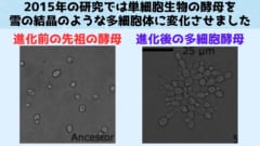 今回の研究は2012年で作られた多細胞酵母をさらに進化させた