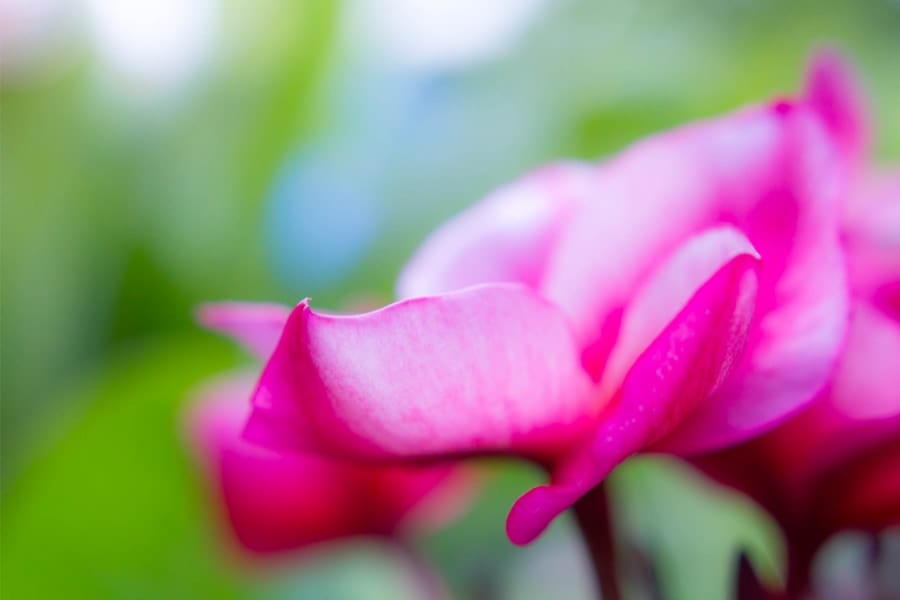 この写真を見た時、脳は「花が目の前にあって、緑の植物は遠くにある」と正確に判断できる