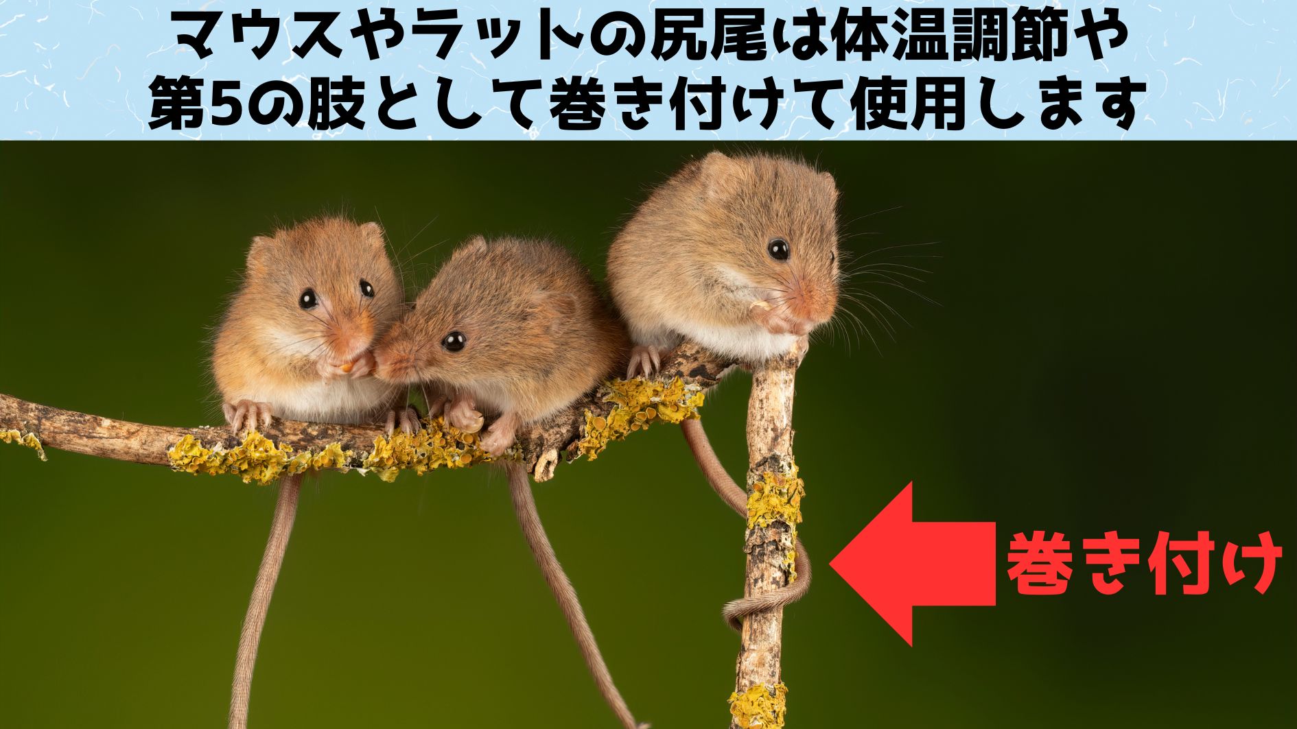 ネズミの尻尾はなぜ気持ち悪いのか？「ネズミの尻尾」の心理学