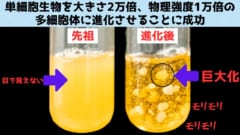 酵母菌を大きさ2万倍、物理強度1万倍の多細胞体に進化させることに成功