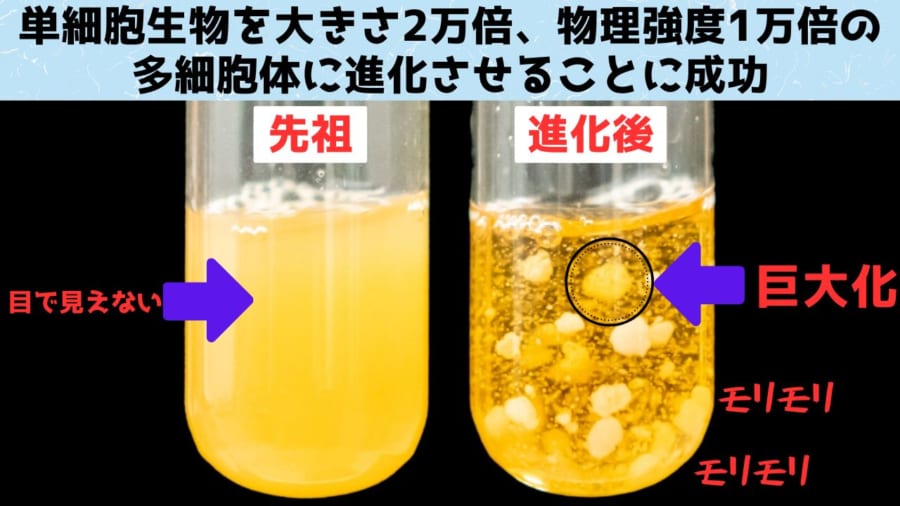 酵母のすべて 系統，細胞から分子まで /シュプリンガ-・ジャパン