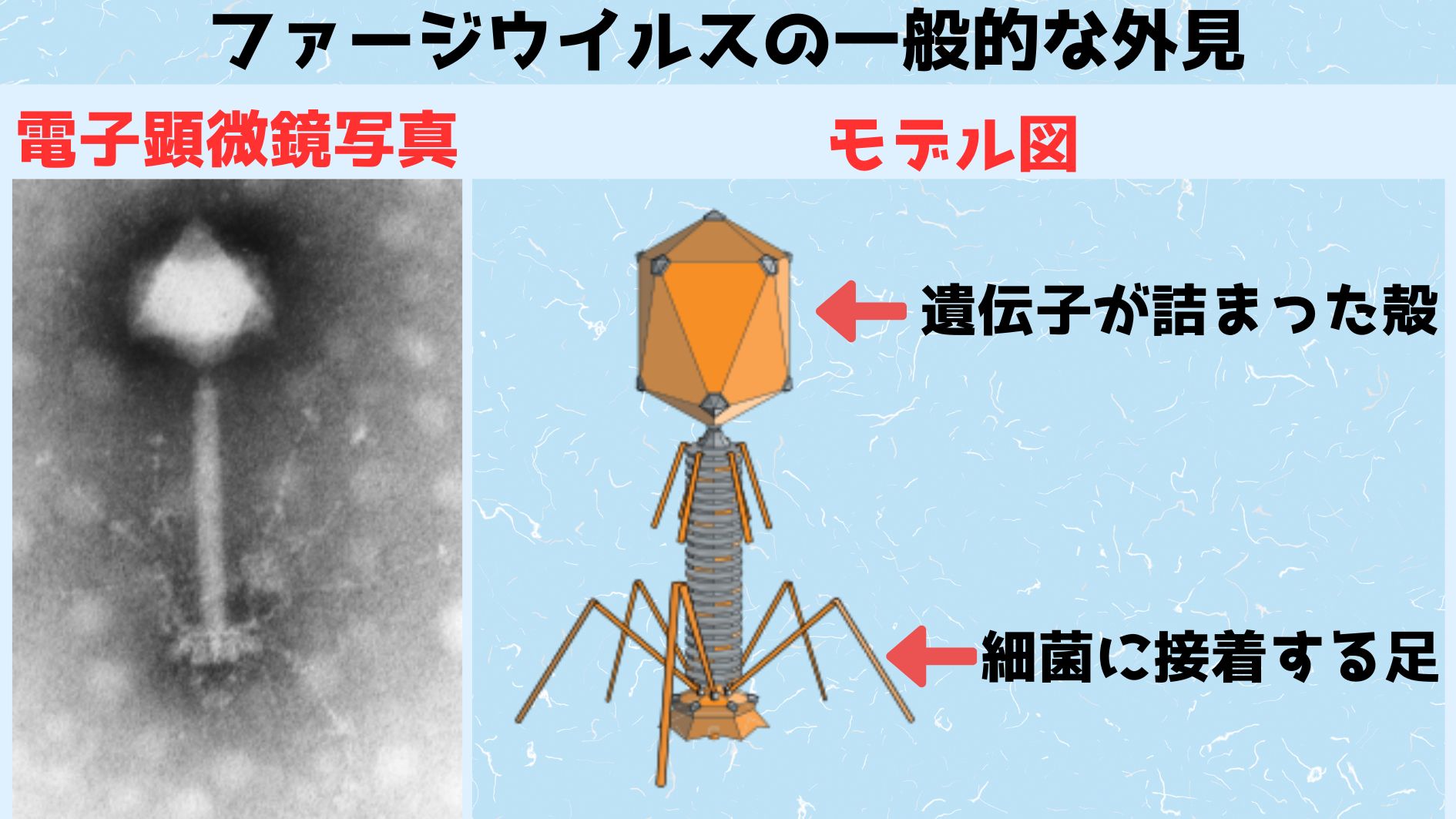 赤ちゃんのウンチには1万種の「未知のウイルス」が存在すると判明！