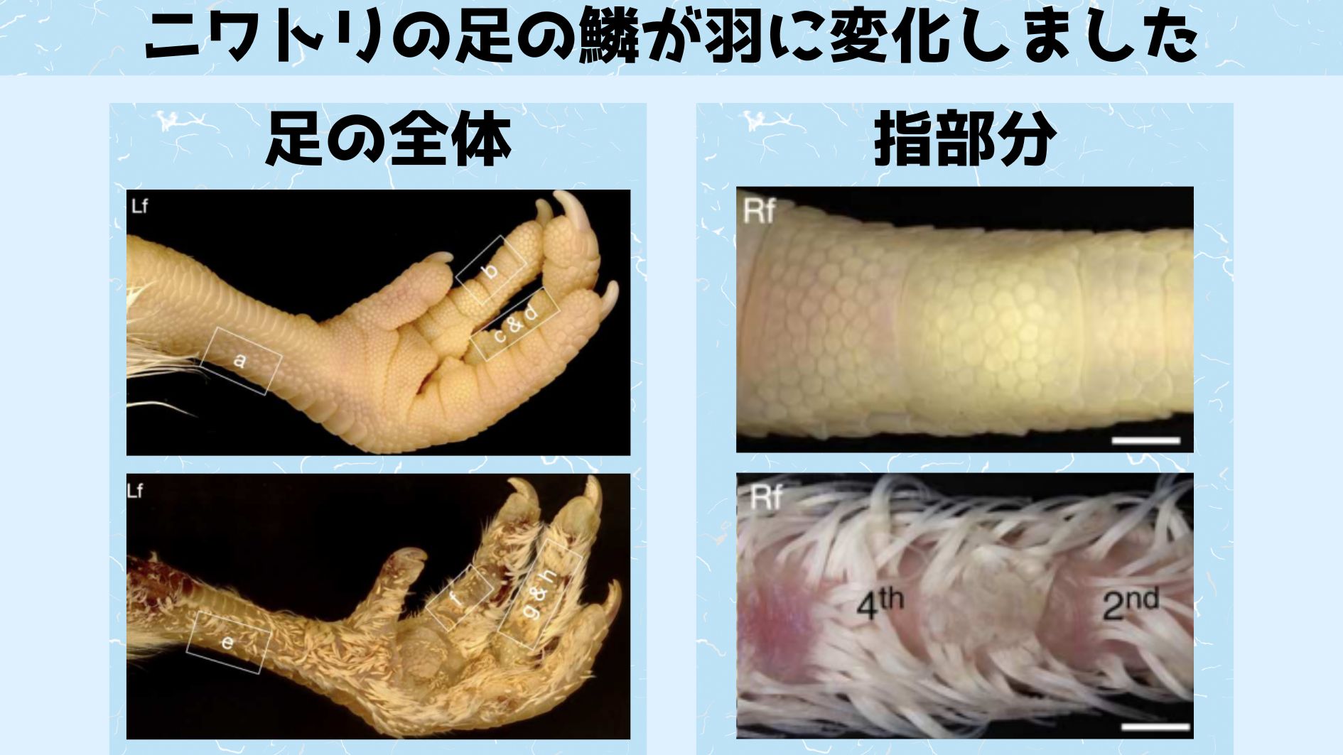 ほんの数個の遺伝子をいじるだけで鱗を羽に変えることに成功！