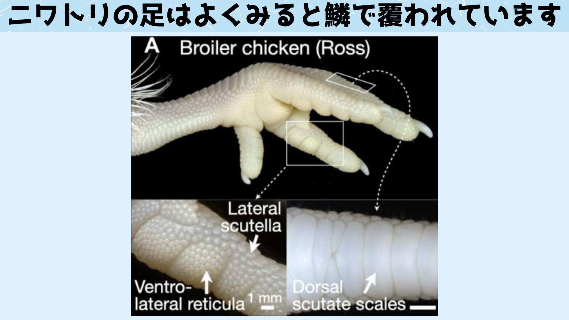 ほんの数個の遺伝子をいじるだけで鱗を羽に変えることに成功！