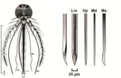 蚊の口器サイズ。針は細長く、縫い目の隙間を通る