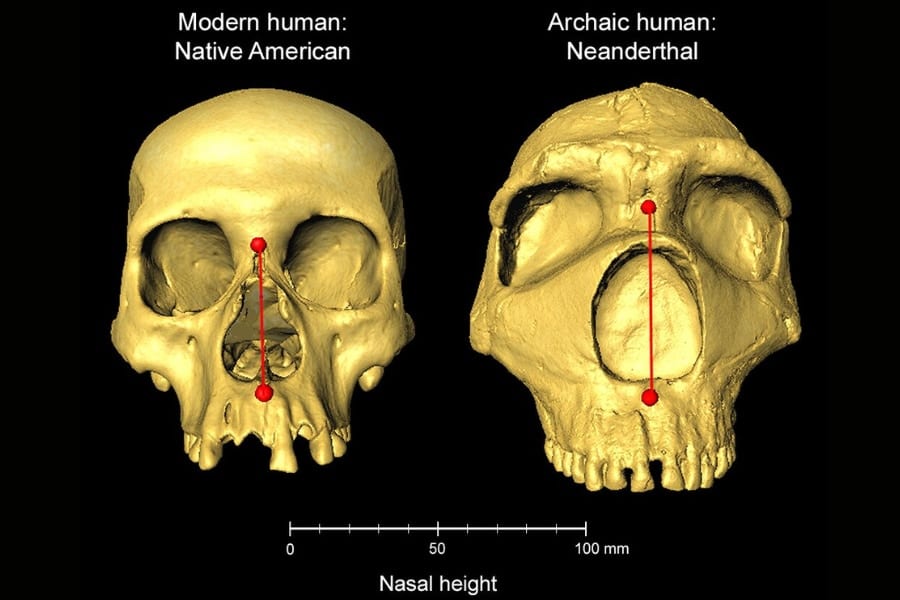 「鼻が高い人」はネアンデルタール人の遺伝子を継承している!?