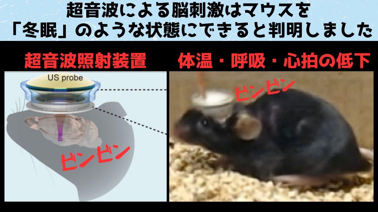 超音波による脳刺激はマウスを「冬眠」のような状態にできると判明！