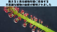 飢えると肉食化する植物の変身条件を解明！