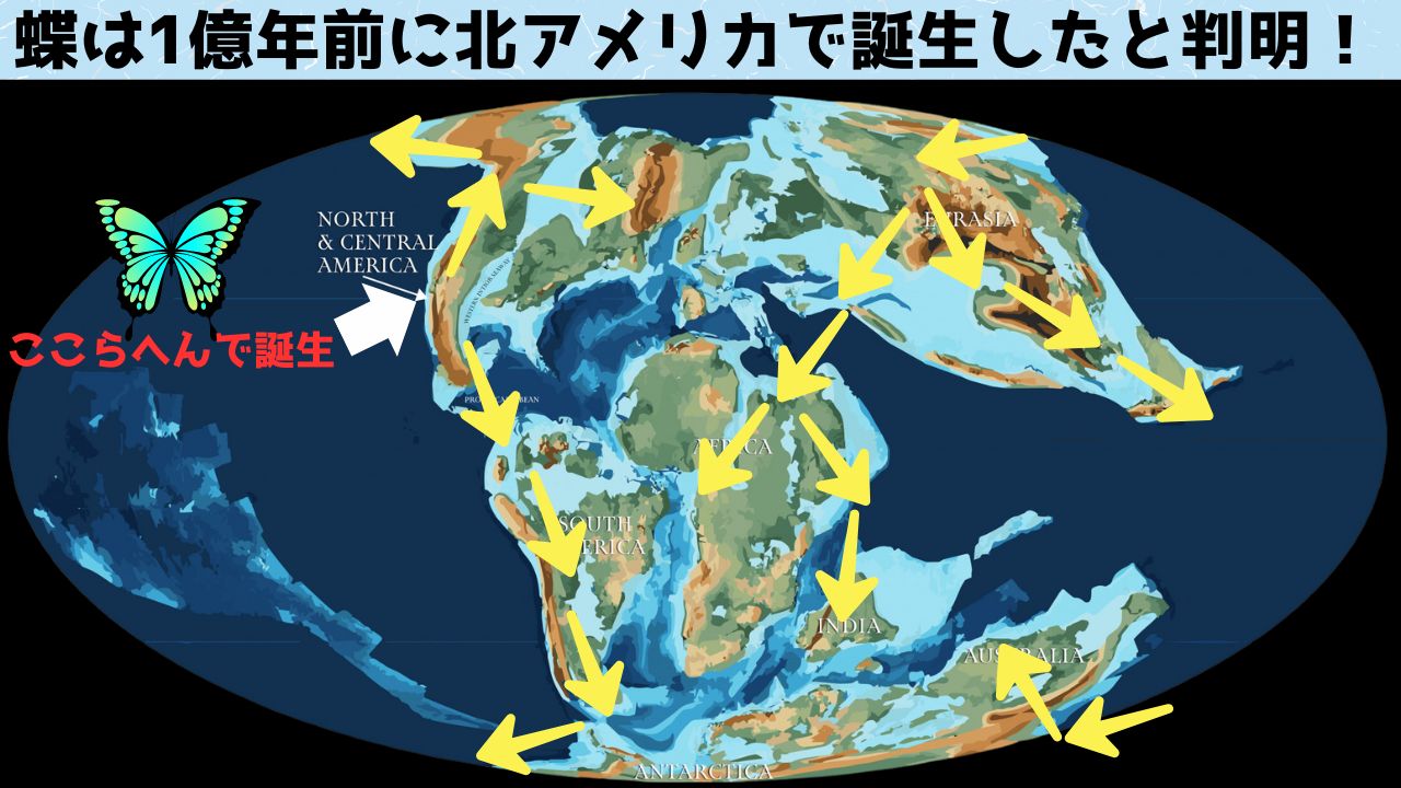 蝶は1億年前に北アメリカで誕生したと判明！