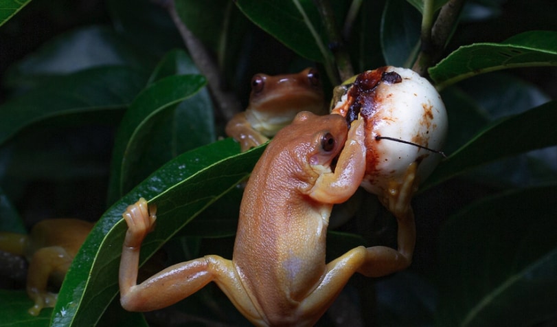 植物の果実を食べるX. トルンカタたち