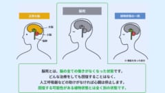 脳死と植物状態は大きな違いがあります。