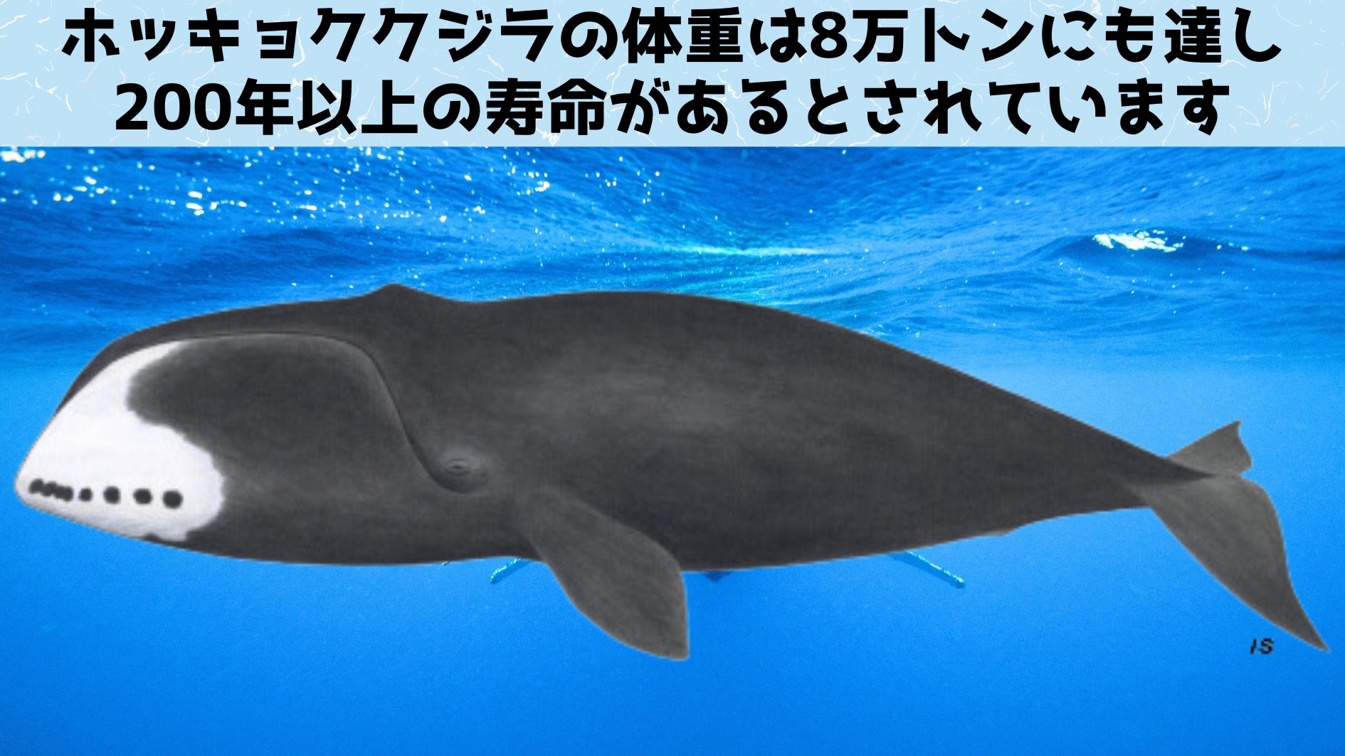 クジラのDNA修復遺伝子をマウスの細胞に組み込んでがん耐性を強化する