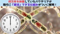 何万年も休眠中だったバクテリアが「復活」する仕組みがついに解明！