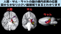 厄介者の掃除は脳全域ではなく嗅内皮質だけ十分かもしれない