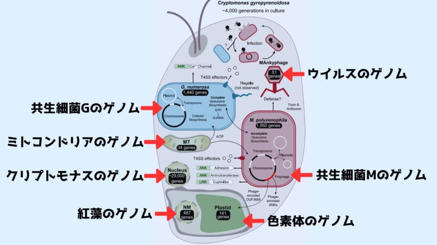 1つの細胞内に「7種類のゲノム」を持つ集合生物を発見！