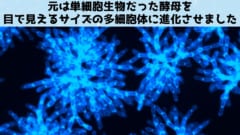 酵母菌を大きさ2万倍、物理強度1万倍の多細胞体に進化させることに成功