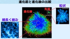 細胞の形態変化が多細胞化の最初のステップになっている可能性があります