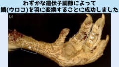 ほんの数個の遺伝子をいじるだけで鱗を羽に変えることに成功！