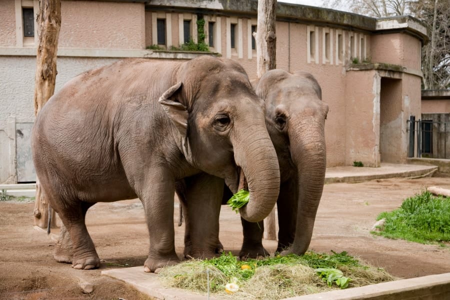 動物園ではゾウが最も人間が遊びに来るのを喜んでいた！