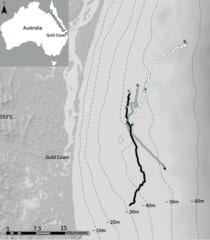 ゴールドコースト湾で3頭のザトウクジラを追跡観察