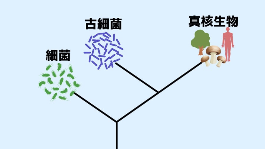 1つの細胞内に「7種類のゲノム」を持つ集合生物を発見！