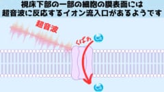 視床下部の細胞表面には超音波に反応してイオンを流入させるチャンネルがありました