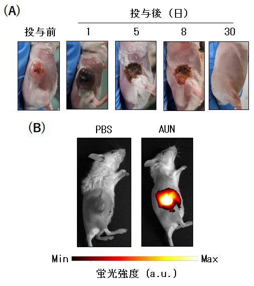 A：AUNによる抗腫瘍効果、B：AUNの蛍光特性