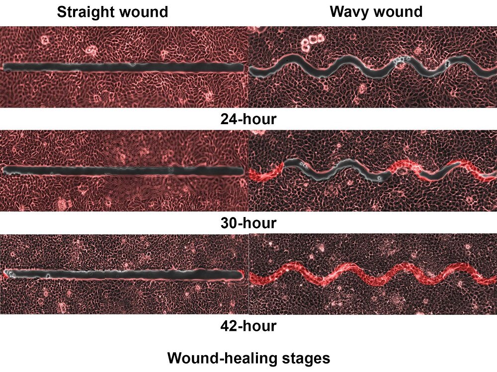 波状の方が細胞が傷口を覆うスピードが早くなる（幅30μm）