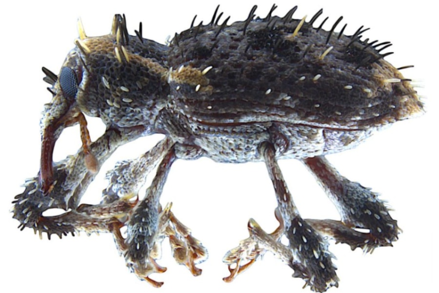 新種　極美　カタゾウムシ 新種極美カタゾウムシ