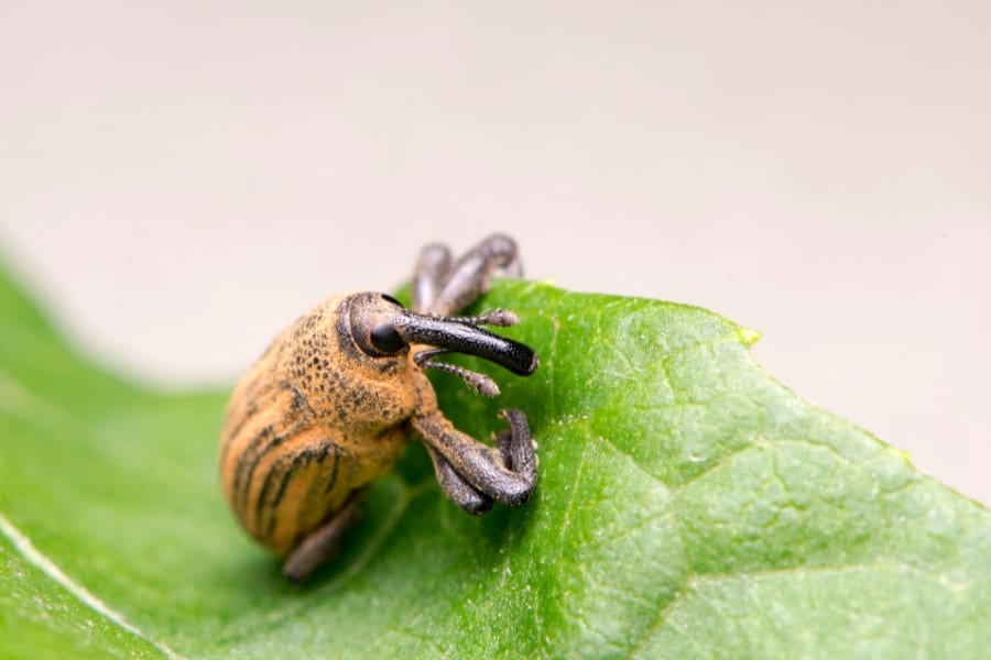 ゾウの鼻のように長く伸びた口部が特徴的