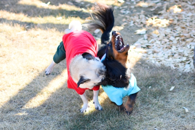 犬はときに噛みます