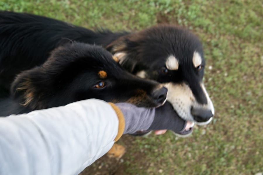 気温が高いと犬もイライラする!?環境で変わる犬の噛みやすさ