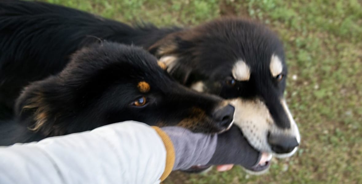 人の手を噛む犬