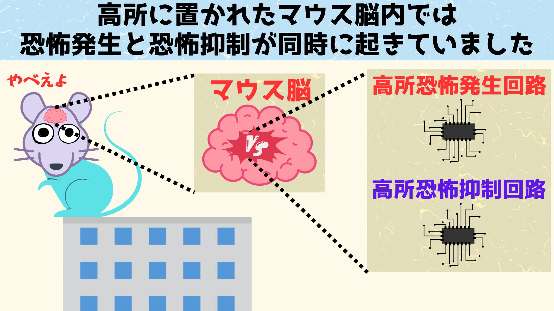 恐怖を発生させる回路と恐怖を緩和する回路があわさって調節を行っています