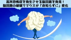 高所恐怖症を発生させる脳回路を発見！「破壊で命知らずに」