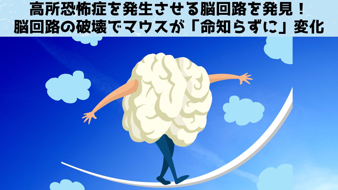 高所恐怖症を発生させる脳回路を発見！「破壊で命知らずに」