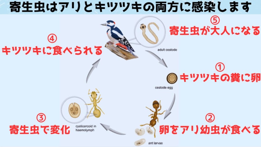 寄生虫「A.brevis」は「キツツキ」➔「キツツキの糞」➔「アリ」➔「キツツキ」というサイクルを繰り返し、生活している