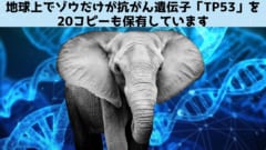 ゾウが抗がん遺伝子を20個も持つ理由は「熱い睾丸」にある